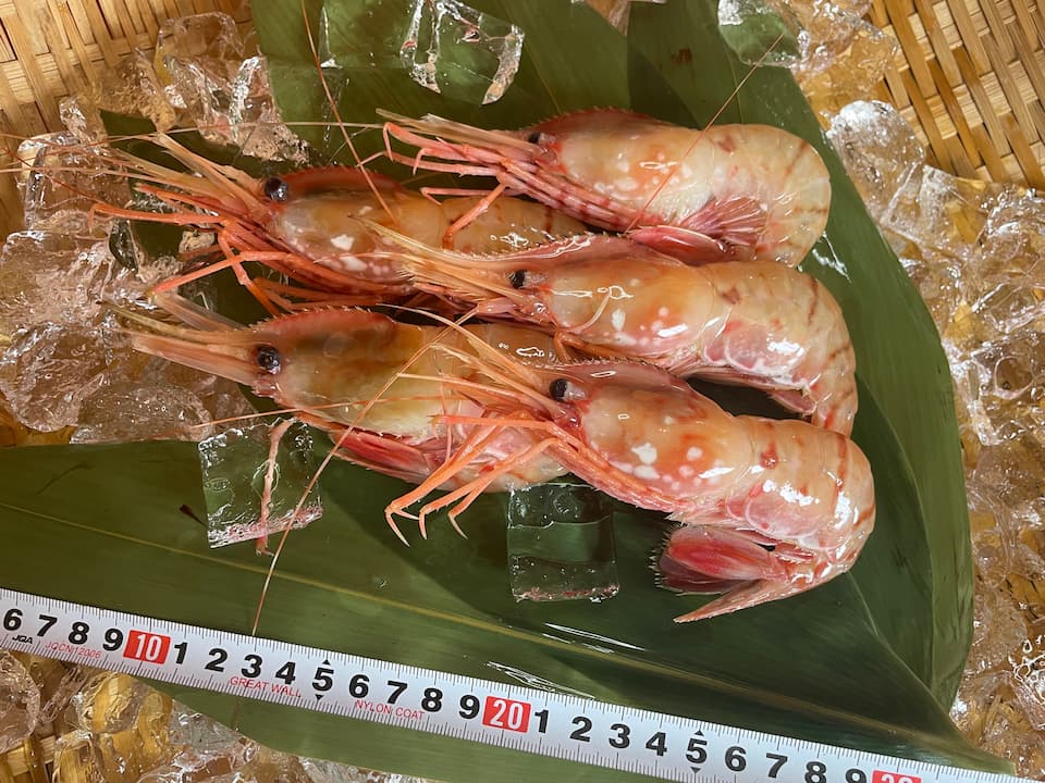 特大 国産ボタンエビ