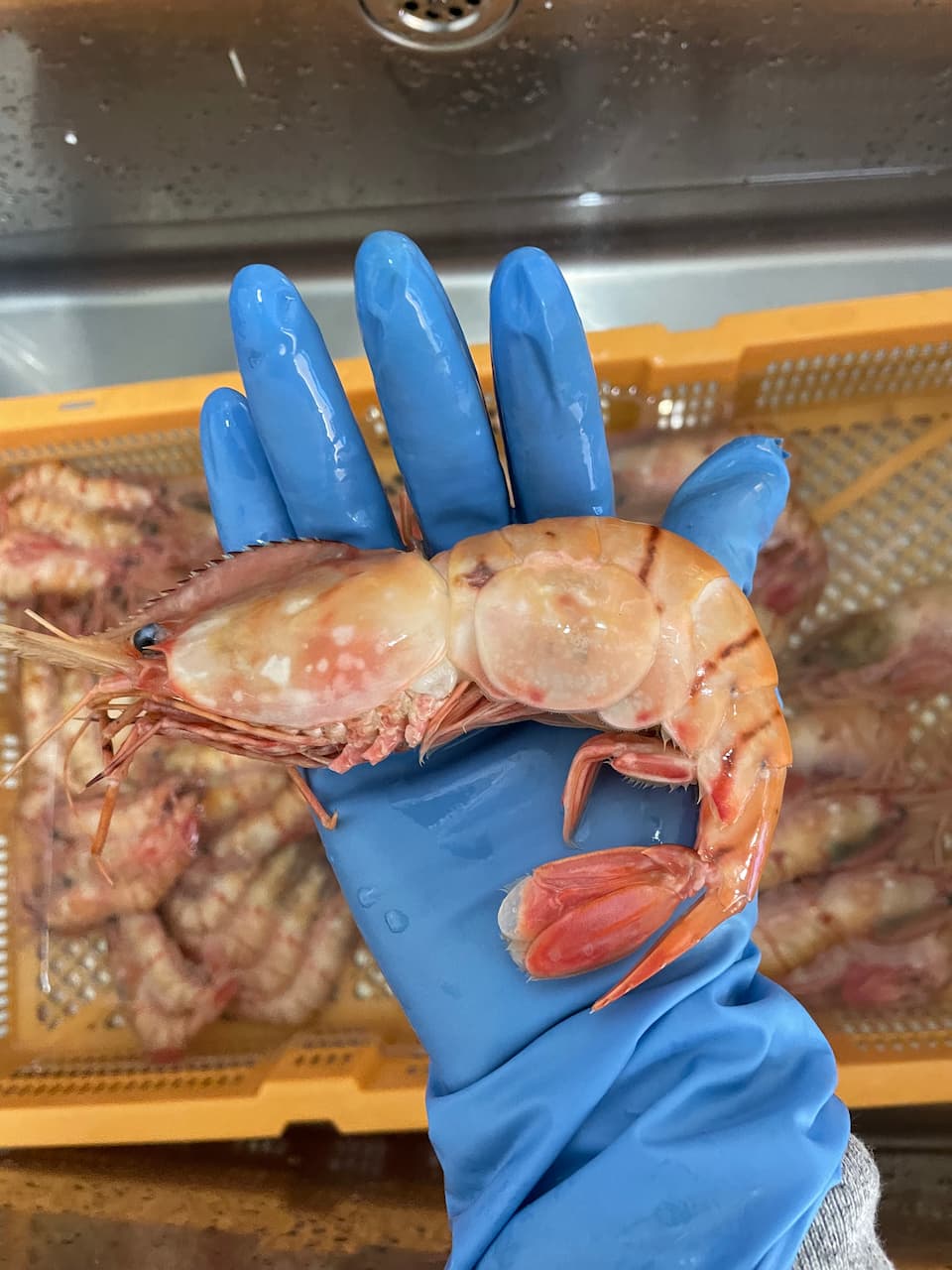 特特大 国産ボタンエビ