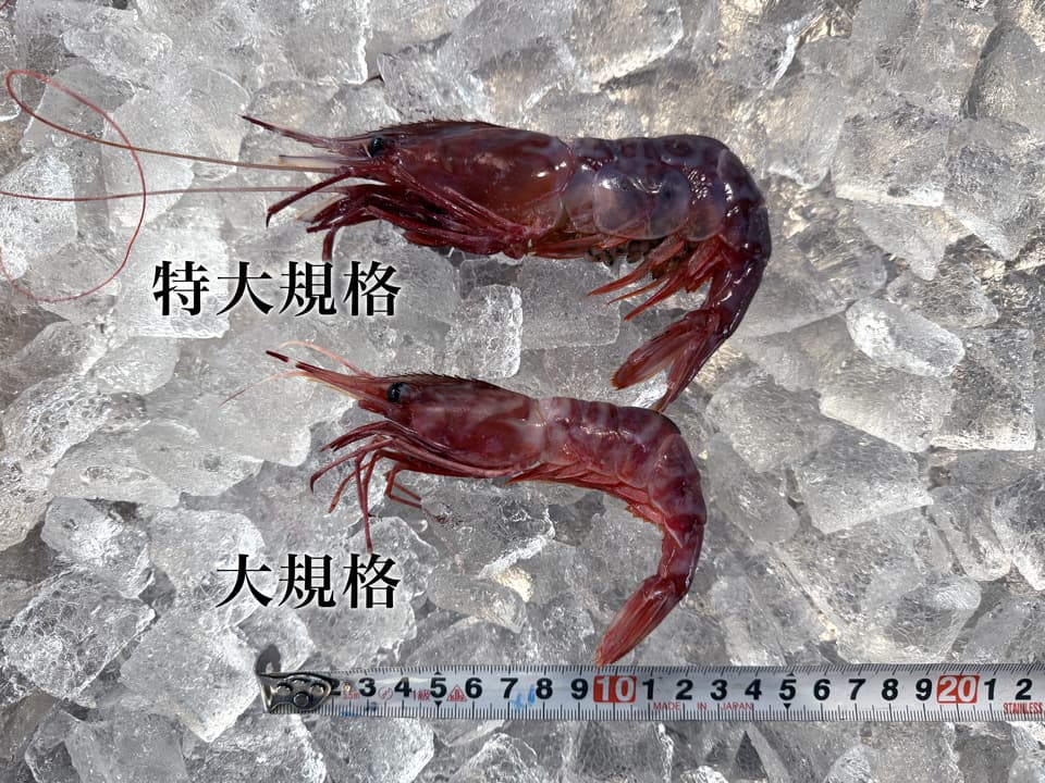 希少ブドウ海老 大サイズ5尾 (大規格)