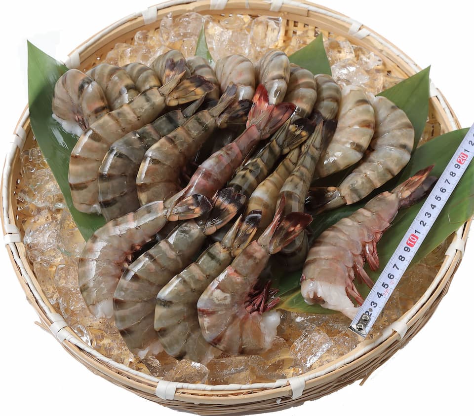 ブラックタイガー無頭海老 特大 1.8kg 16〜24尾入