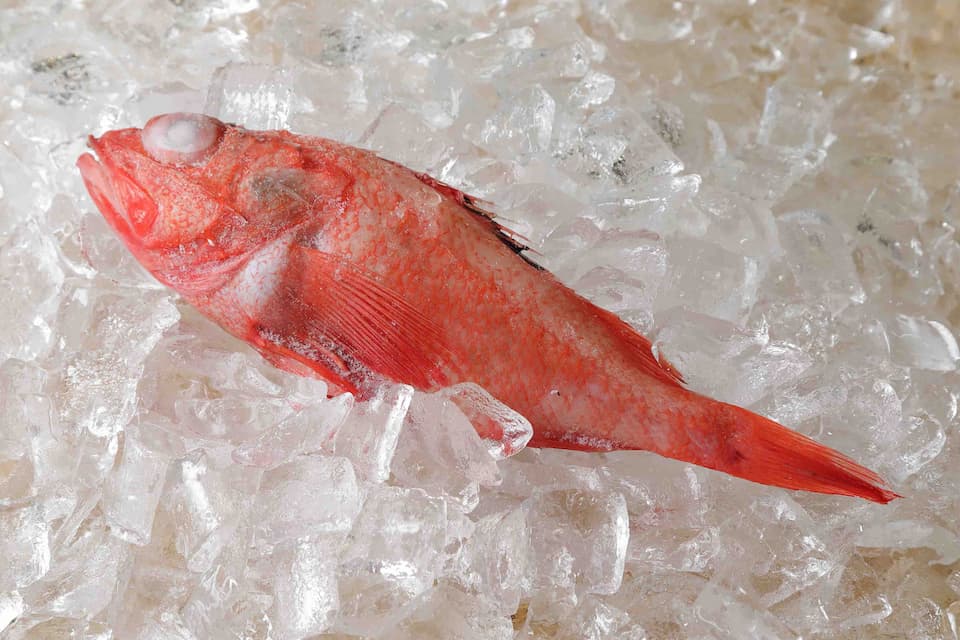 宮城県産 キンキ(吉次)1尾400g前後(生食・加熱用)【当社急速冷凍商品】