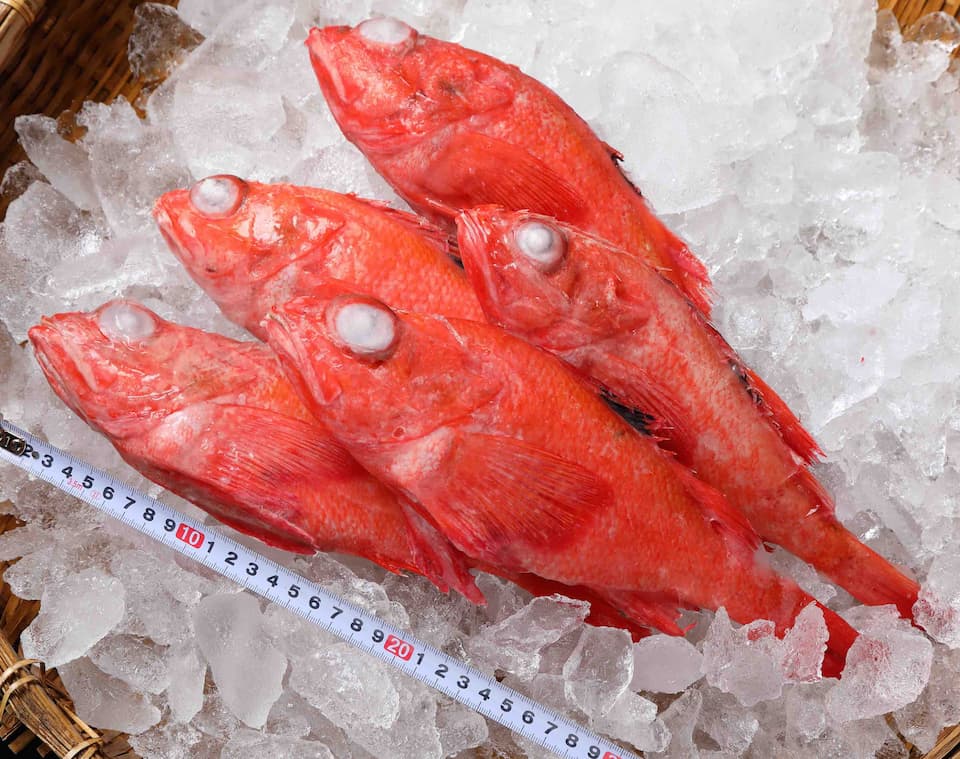 宮城県産 キンキ(吉次)1尾400g前後(生食・加熱用)【当社急速冷凍商品】