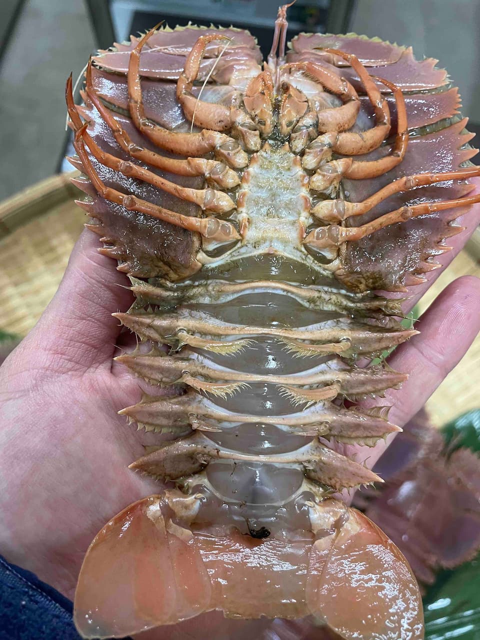 (生食・加熱用)九州・山口県産 うちわ海老 特大(殻付き)