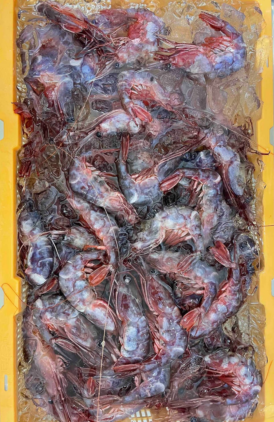 <生食用>たらふく!希少国産ブドウ海老 500g