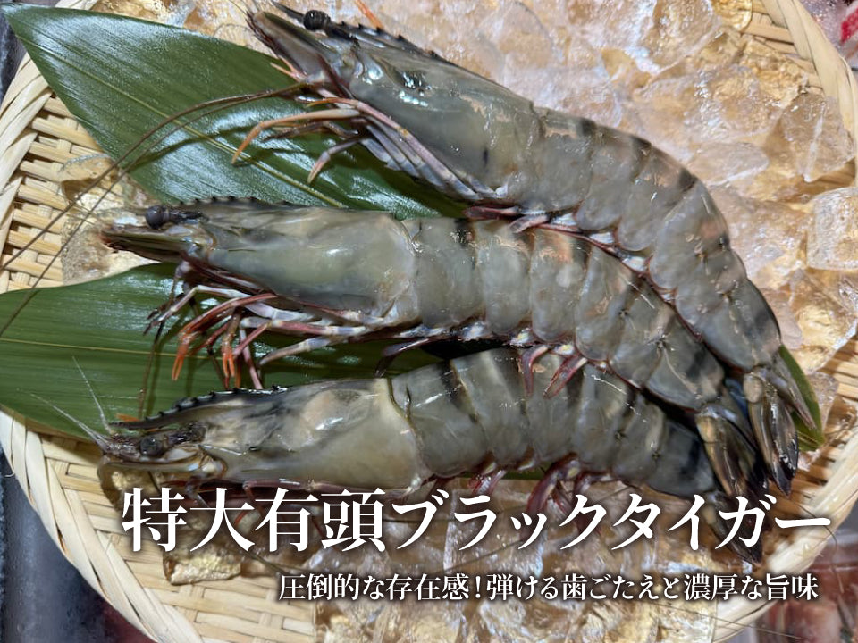 特大 ブラックタイガー 有頭 12尾 冷凍 有頭エビ 特大サイズ エビフライ 天ぷら 塩焼き バーベキュー BBQ ごちそう ギフト