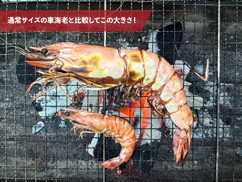 （加熱用）デカえび食べ比べセット（シータイガー・カラビネーロ・特大車海老）