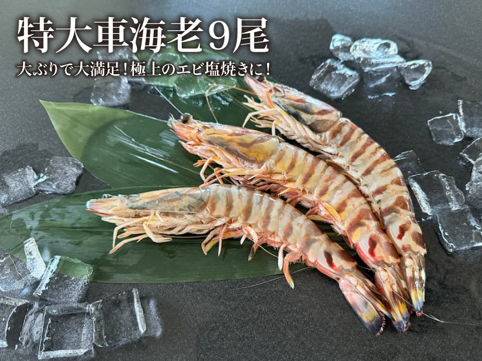 特大 車海老 9尾 冷凍 車エビ 車えび くるまえび 巨大 大ぶり エビフライ 天ぷら 塩焼き 特大サイズ バーベキュー BBQ ごちそう