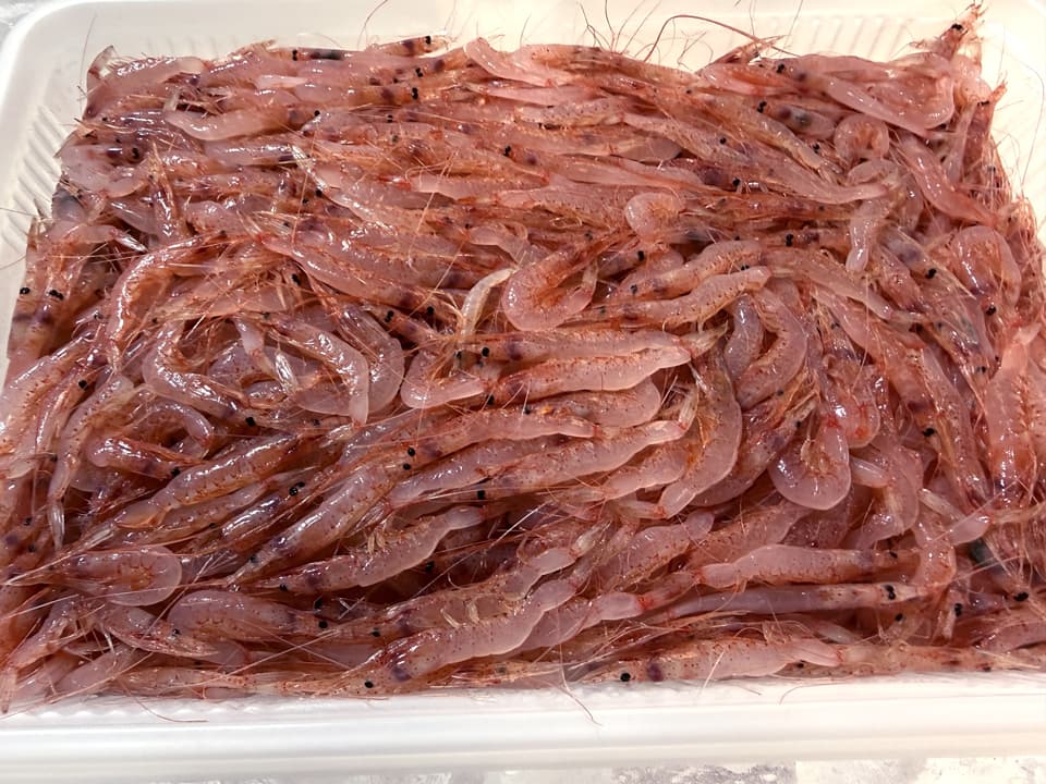 【2026年新物】駿河湾産 生桜えび 250g 急速冷凍 刺身用 かき揚げ 桜海老 さくらえび ギフト 御祝