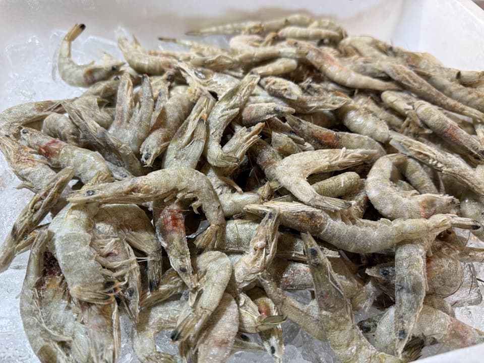 芝海老 250g 冷凍 しばえび 芝えび 殻ごと唐揚げ かき揚げ おつまみ