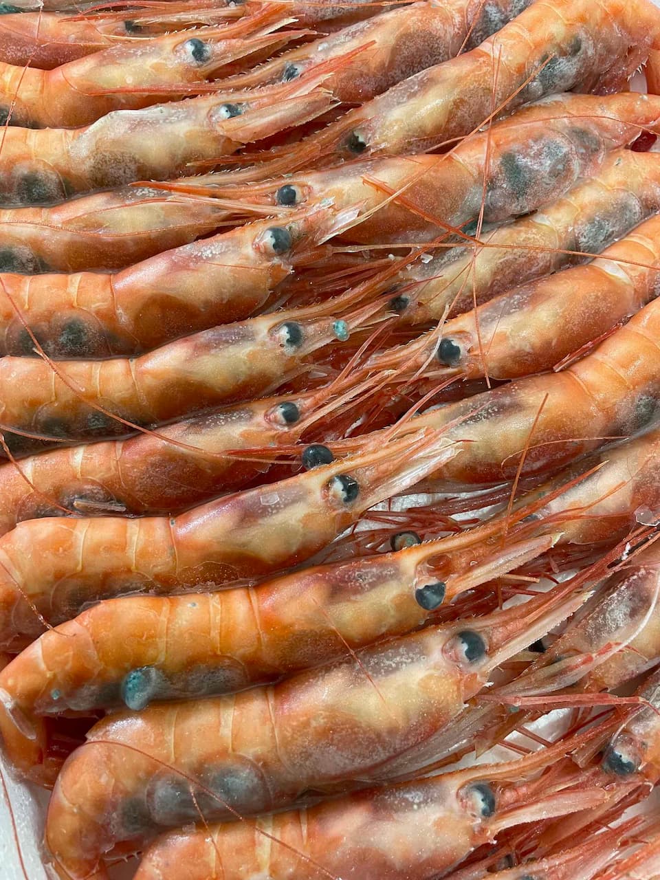 (生食用)日本海産 甘海老 有頭殻付き 750g 30〜35尾