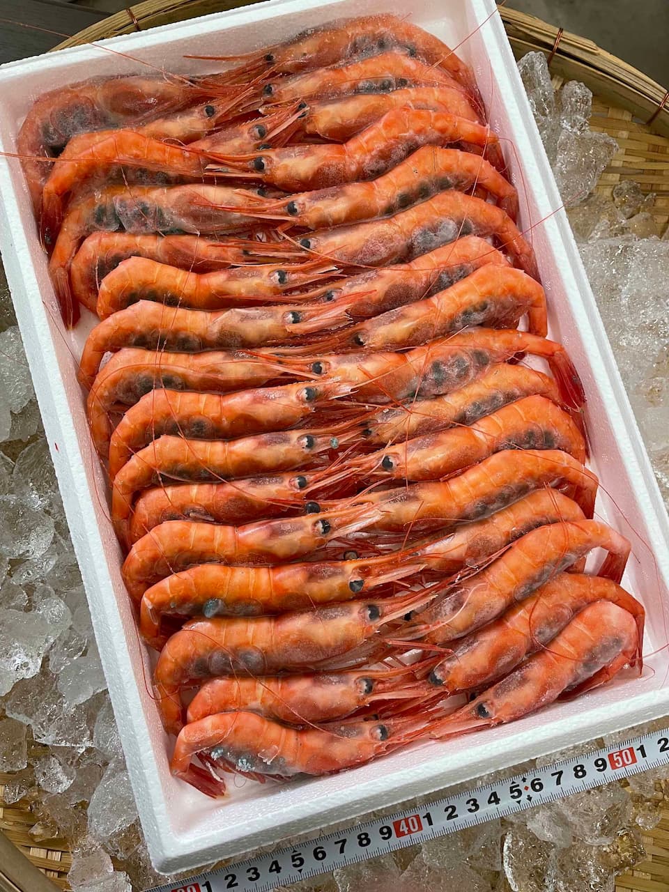 (生食用)日本海産 甘海老 有頭殻付き 750g 30〜35尾