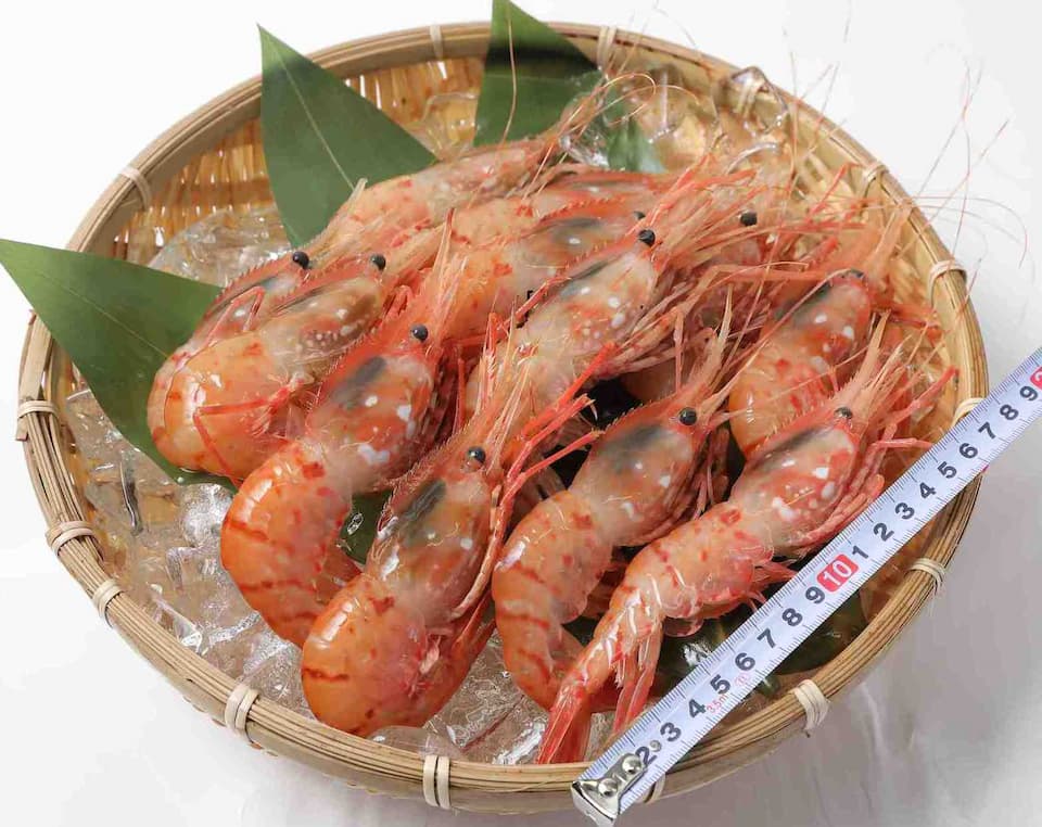 外国産ボタン海老500g12尾前後（有頭殻付き）